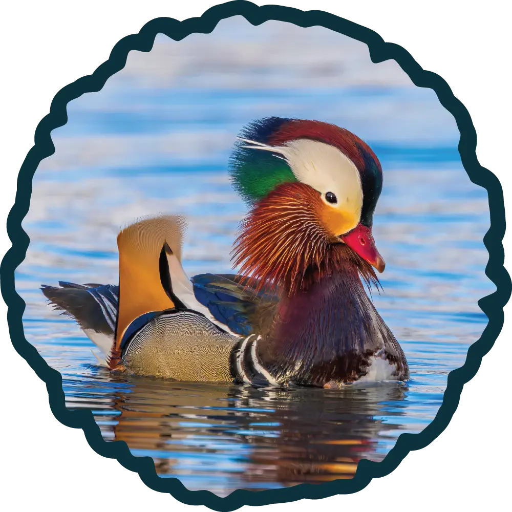 Mandarin Duck | Birding @ Salem Pond, UT