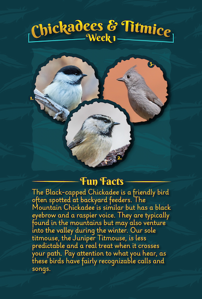 Chickadees & Titmice | Week 1 (left side)