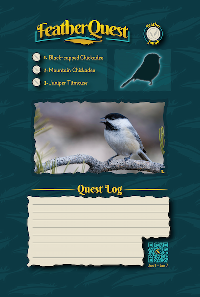 Chickadees & Titmice | Week 1 (right side)