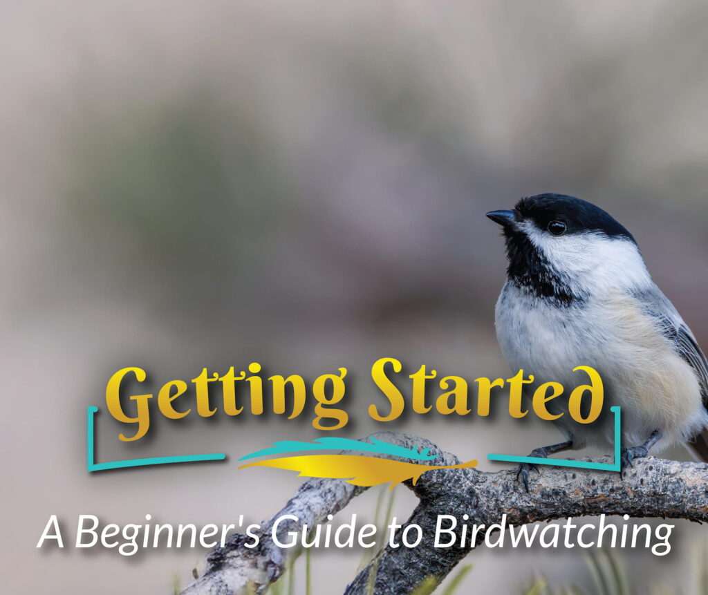 Getting Started | A Beginner's Guide to Birdwatching