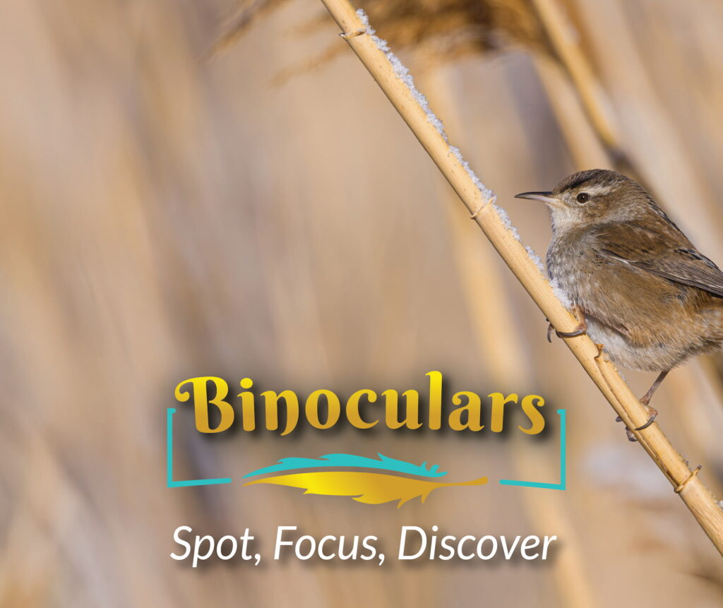 Marsh Wren on reed
