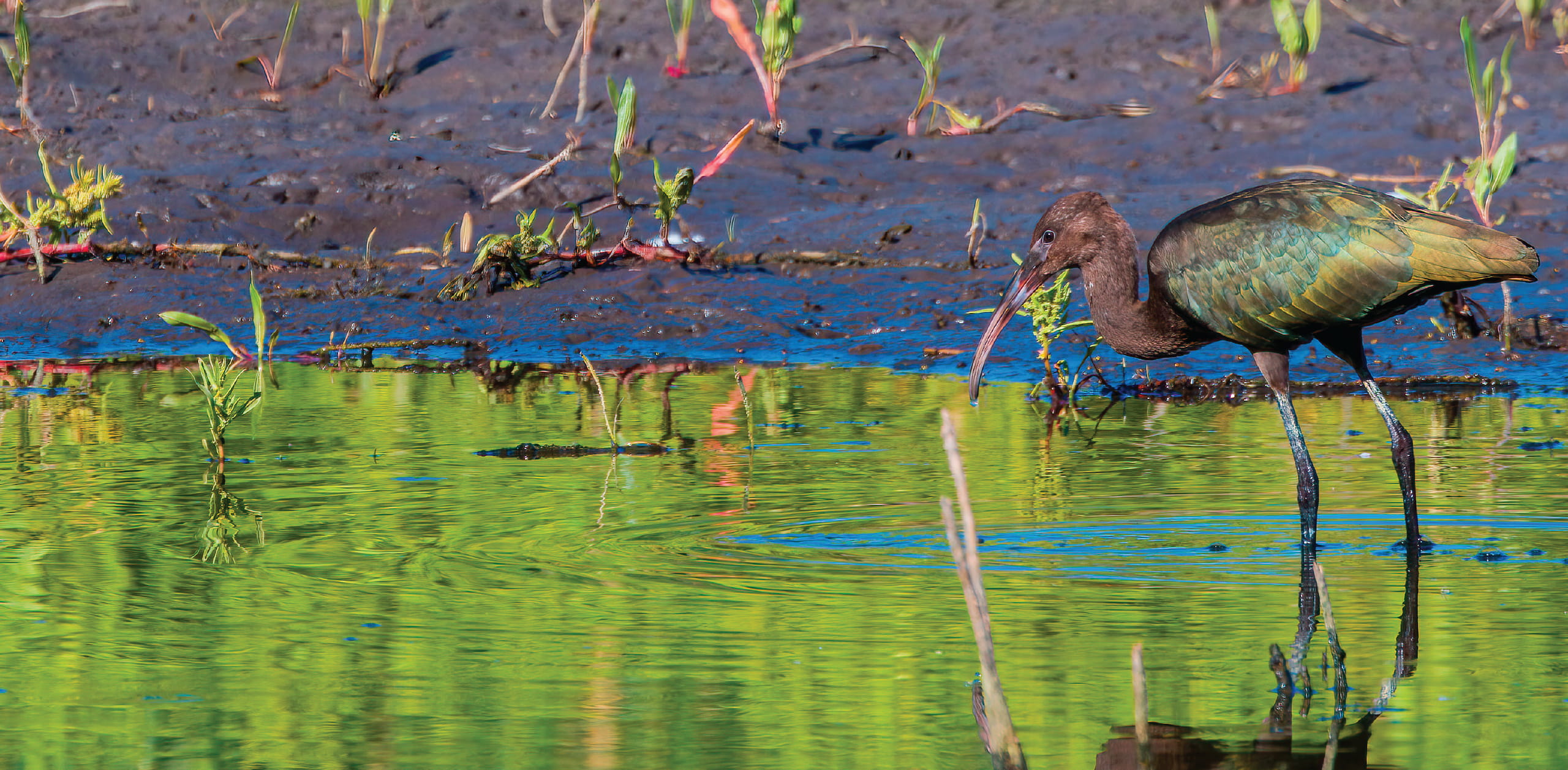 Provo River Delta field trip recap — July 12, 2025
