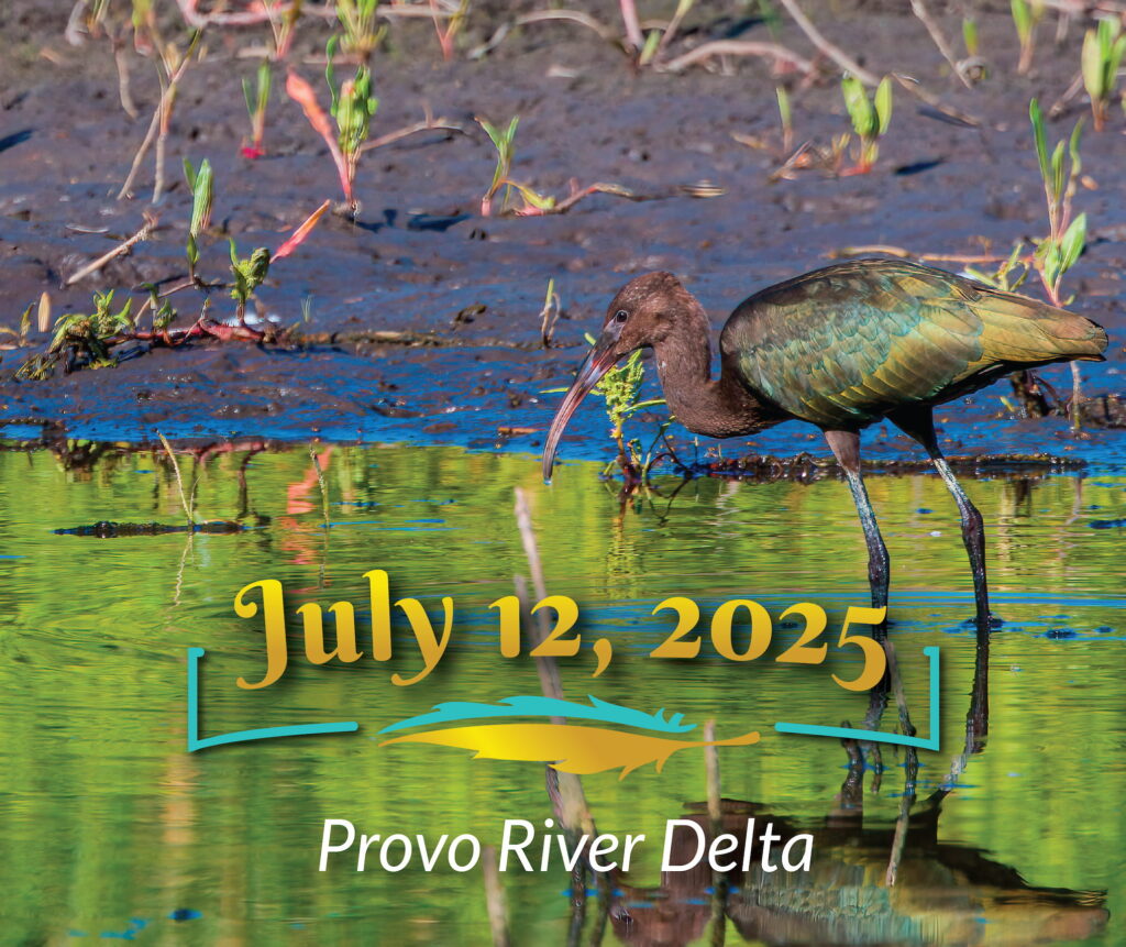 White-faced Ibis w/ July 12, 2025 Provo River Delta title overlay