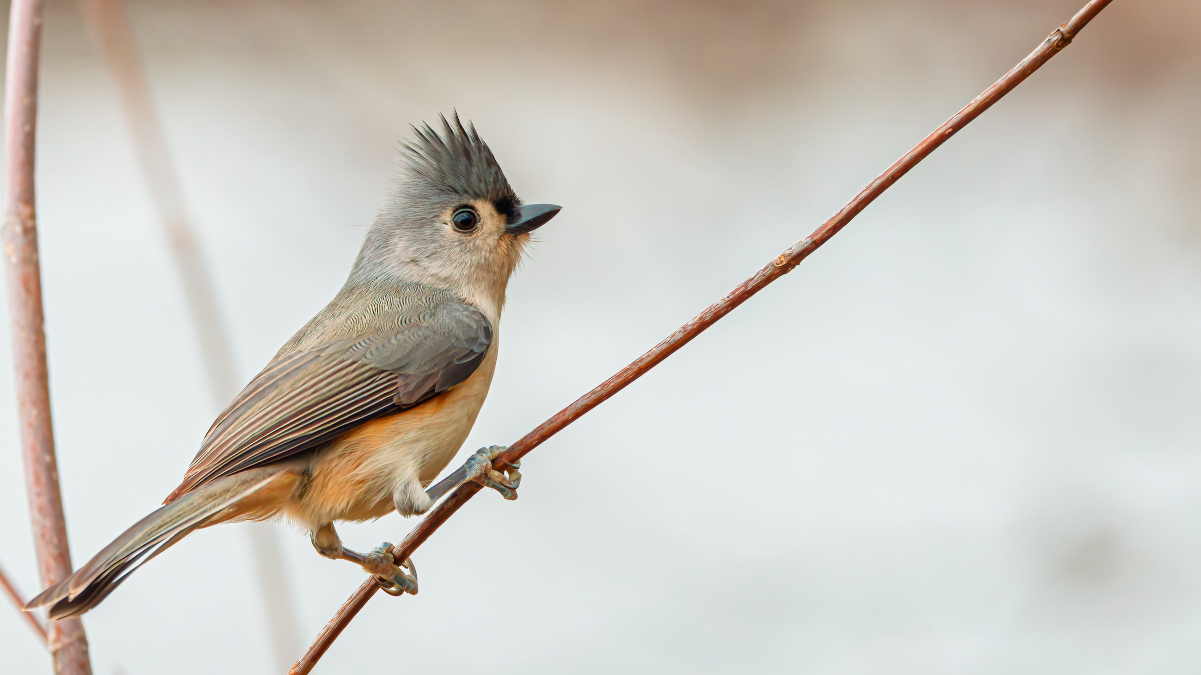 Dallas Winter Birding Quest