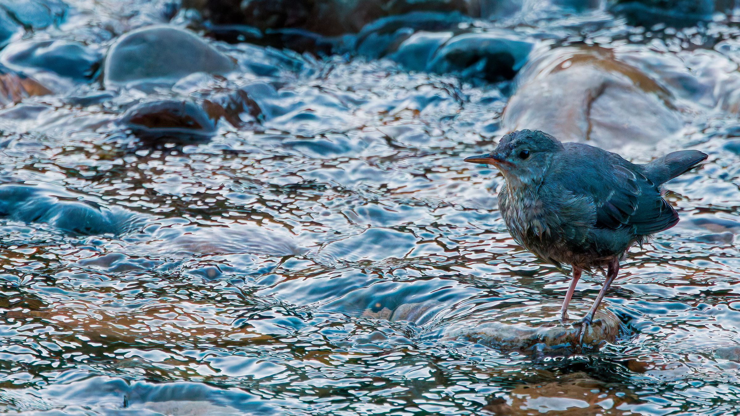American Dipper standing in shallow flowing water along the Provo River