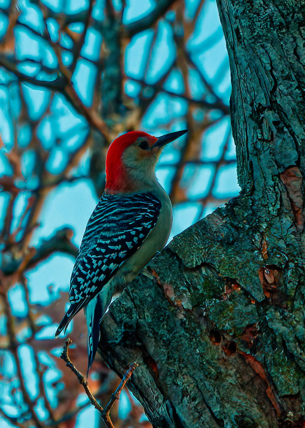 Red-bellied Woodpecker on a tree trunk