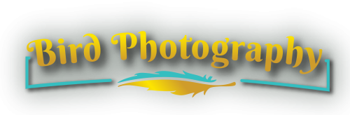 bird-photography Bird Photography