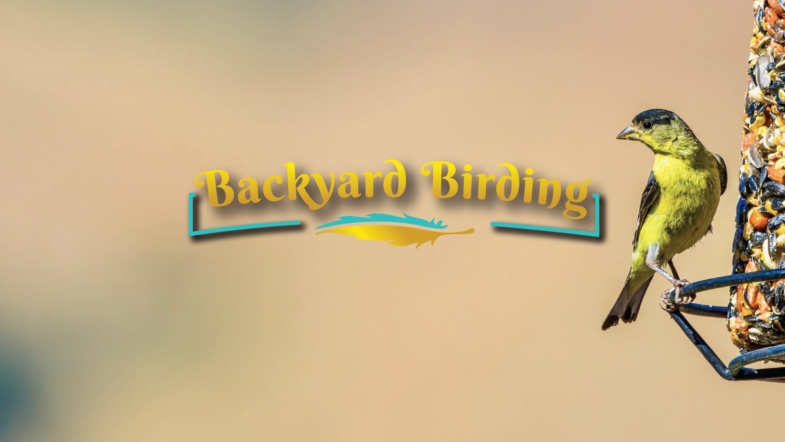 A lesser goldfinch seen feeding on a birdseed log in a backyard