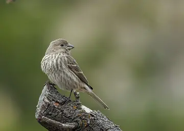 House Finch perched on a branch