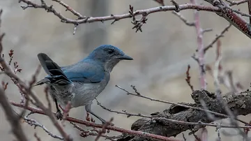 Woodhouse’s Scrub-Jay perched in a backyard tree on Christmas morning