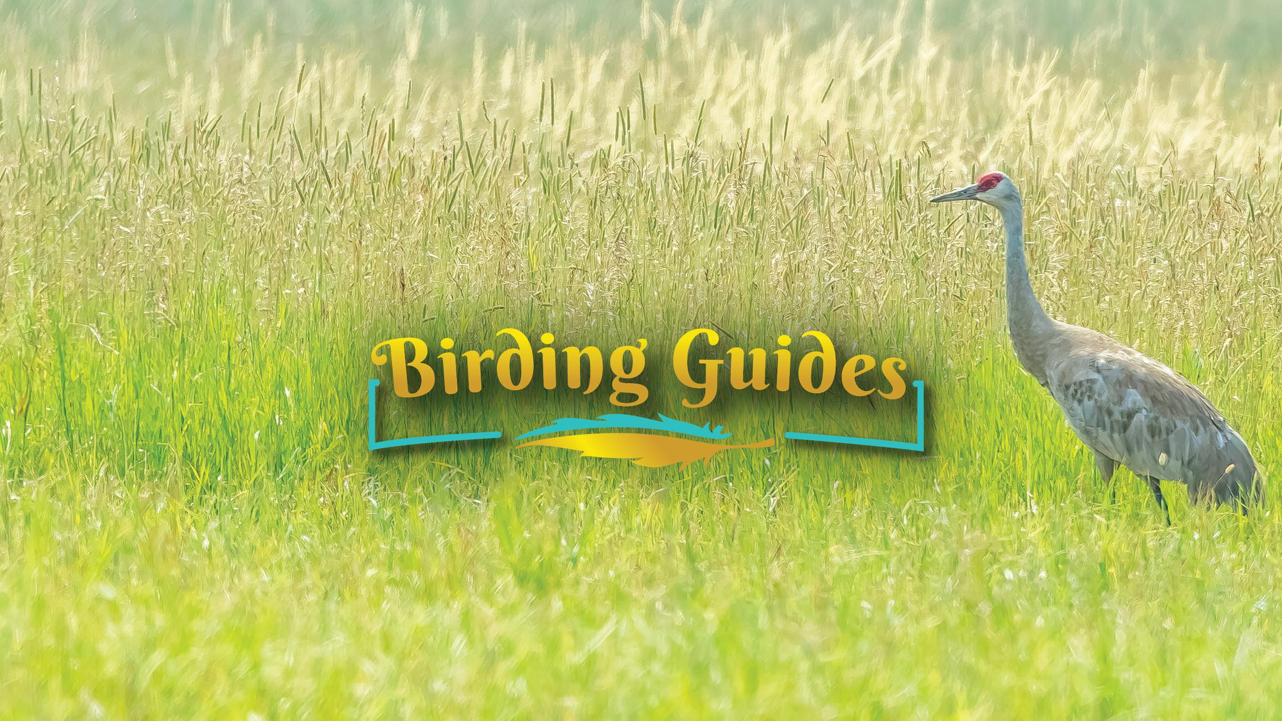 Sandhill Crane in a wheat field at Whitefish, Montana, USA